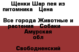 Щенки Шар пея из питомника › Цена ­ 25 000 - Все города Животные и растения » Собаки   . Амурская обл.,Свободненский р-н